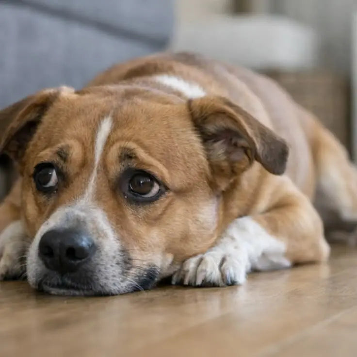 bored dog lying on floor looking restless signs of dog boredom